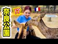 【初めての奈良!】ついに夢だった鹿に会えたと思ったら・・あまりの迫力に圧倒されました