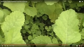 Pennington Trophy Radishes Food Plot in Georgia (Buck Killed!)