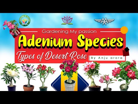 Adenium Species/Types Of