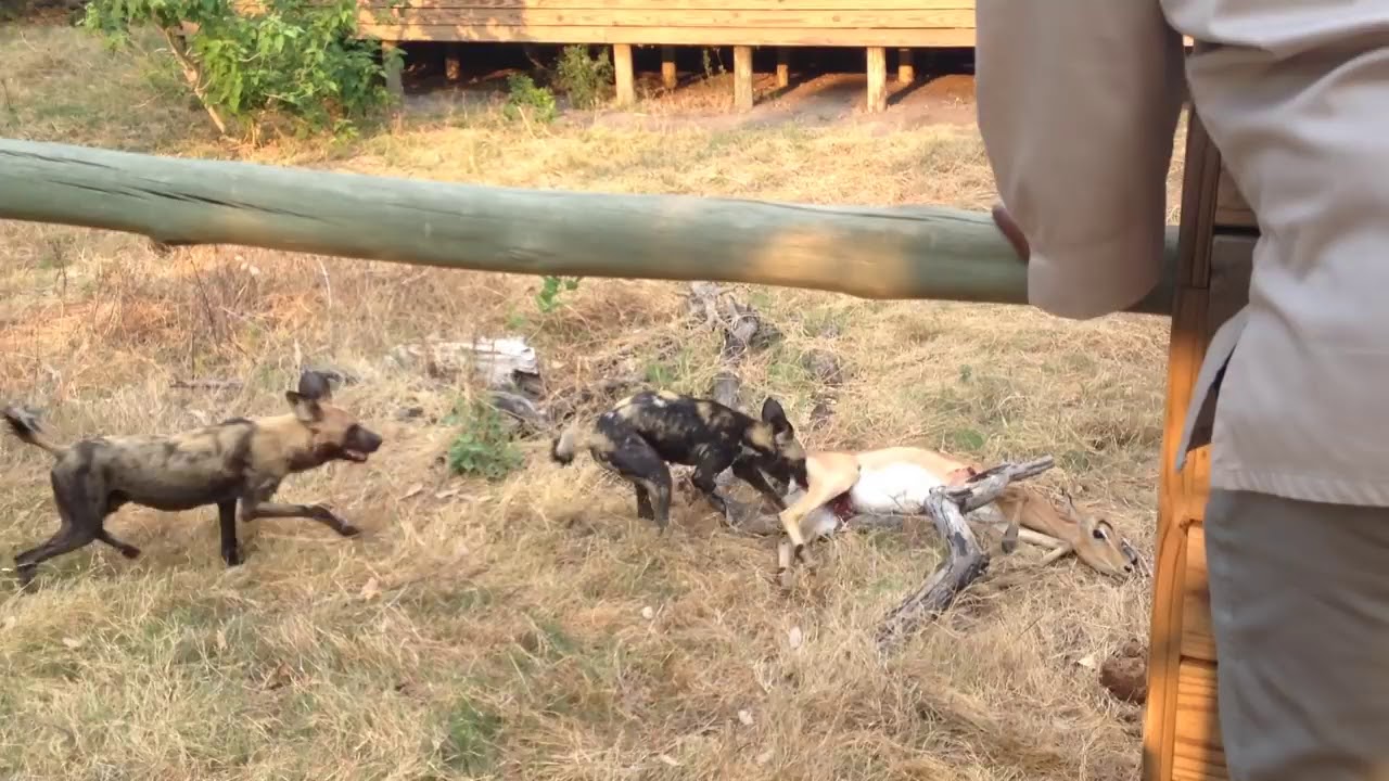 Another Wild Dog Kill Sensitive YouTube