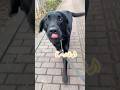 エッホエッホ♪ #ラブラドールレトリバー #黒ラブ #大型犬 #blacklab #labradorretriever