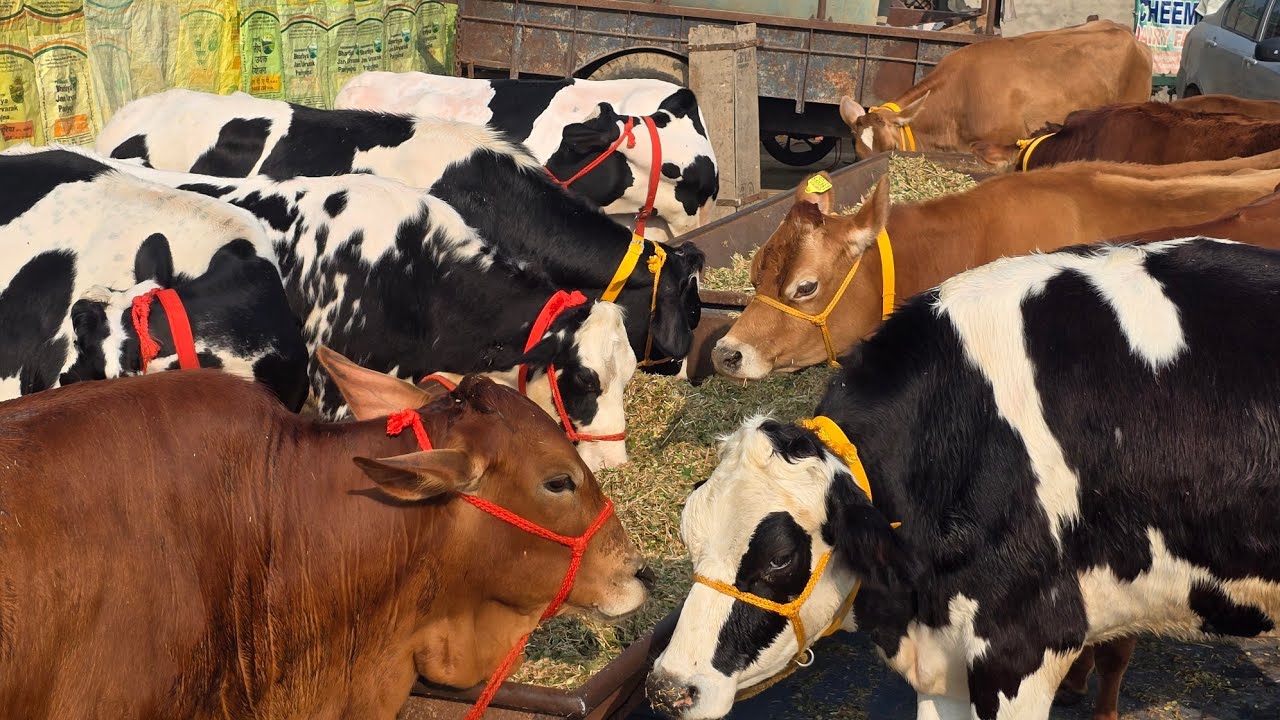 ✨️Top Quality 💯 HF Cows 🐄 Available 🎉25kg-35kg milk capacity 🏆 Rate ?🤔 @Sarb cheema dairy farm