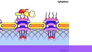 Animation of Nuclear Transport I Import and Export | Cell biology | CSIR | GATE | DBT | ICMR