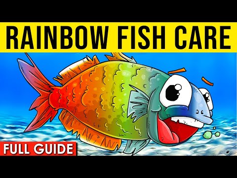 Video: 6 Katotohanan Tungkol Sa Rainbowfish