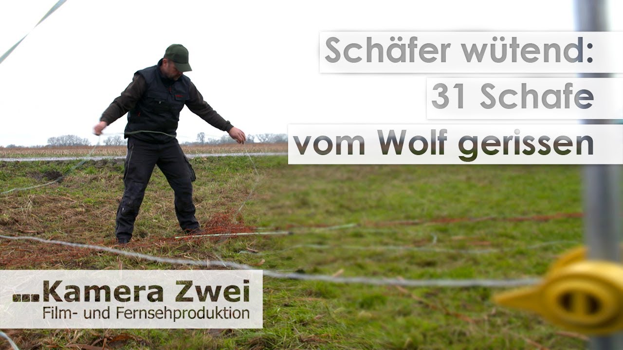 Trotz Spezial-Elektrozaun: Wolf tötet 31 Schafe | Kamera Zwei