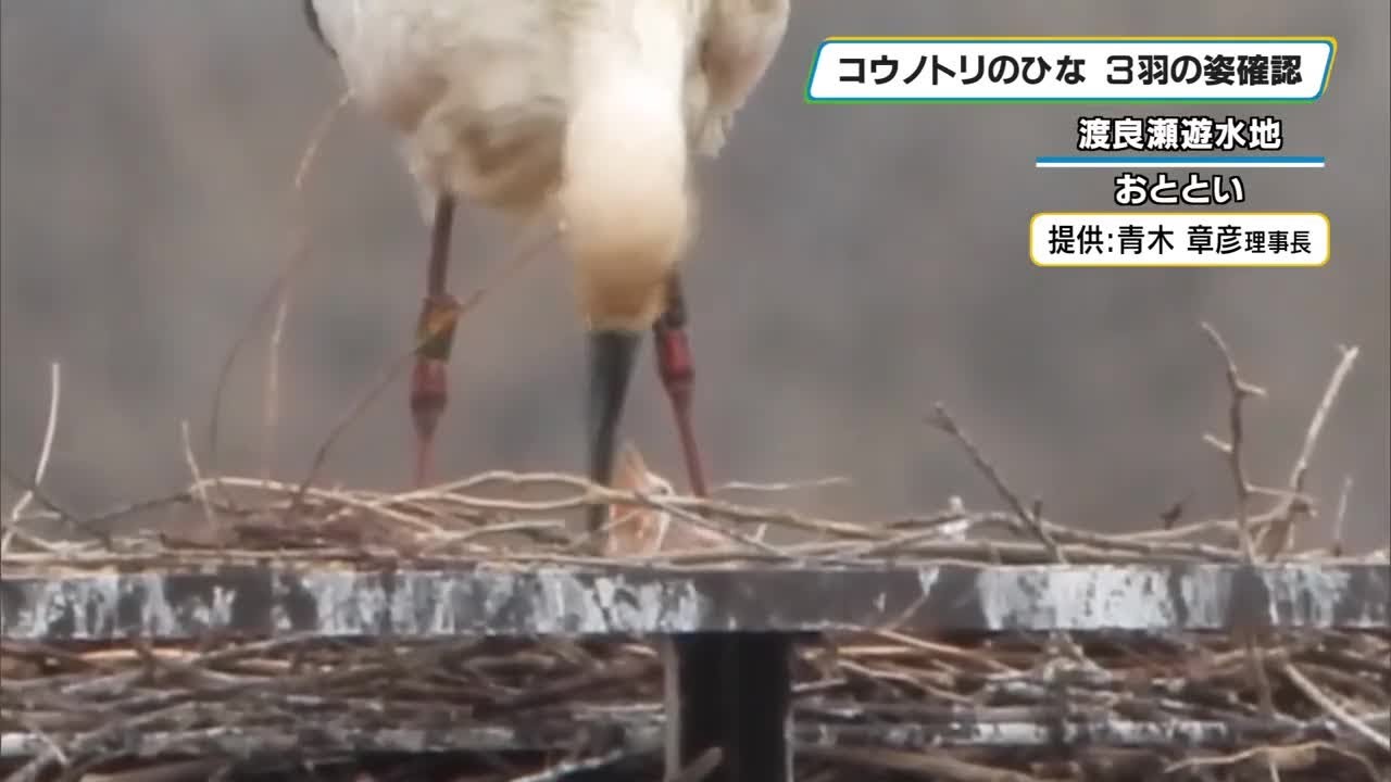 二羽の小鳥 二羽の小鳥