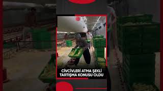 Civcivleri Atma Şekli Tartışma Yarattı Siz Ne Düşünüyorsunuz?