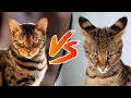 Bengal vs Savannah Cat COMPARISON 🐈🐆 (Personality, Size &amp; Care) | Which BREED is BETTER?