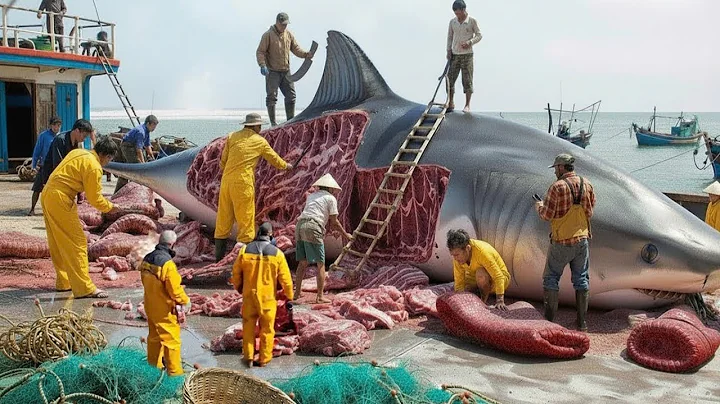 The Giant Shark Hunt – Millions Pulled From the Deep - Fishing Documentary