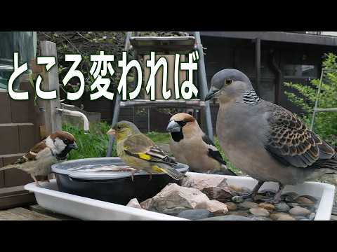 Different Places, Different Rarities: This Bird is Actually Rare