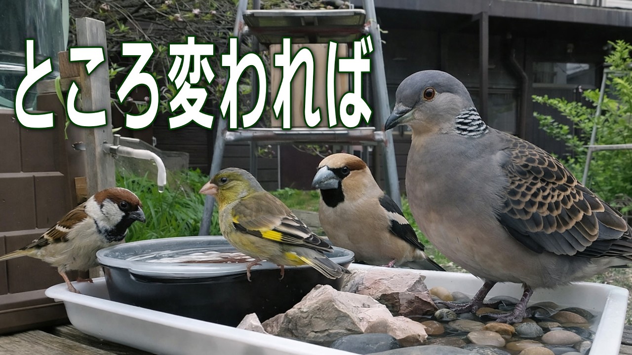 Different Places, Different Rarities: This Bird is Actually Rare