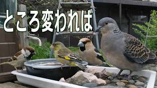 When Locations Change, So Does What's Rare: Meet These Birds