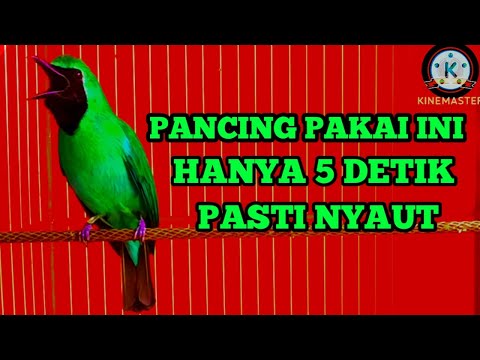 🔴EMOSI SPONTAN‼️CUCAK IJO GACOR NGENTROK UNTUK MASTERAN DI LAPANGAN