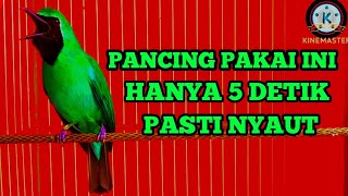 Pancingan Cucak Ijo Gacor Isian \u0026 Tembakan Rapat! Ijo Yang Muda \u0026 Dewasa Langsung Emosi Bisa Jamtrok