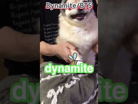 【ぷん助】ダイナマイトチワワ　#shorts #chihuahua #チワワ #bts  #dynamite  #犬のいる生活 #ロングコートチワワ #ぷん助
