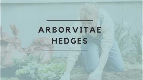 Arborvitae Hedges by InstantHedge