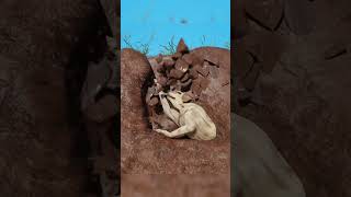 They buried alive dog 🐕