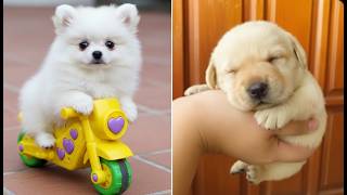 Funny And Cute Dogs Compilation