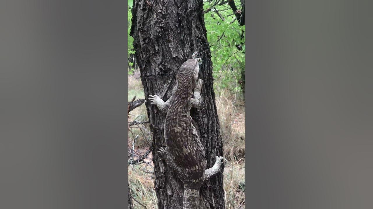 rock-monitor-lizard-eat-worm-shorts-youtube