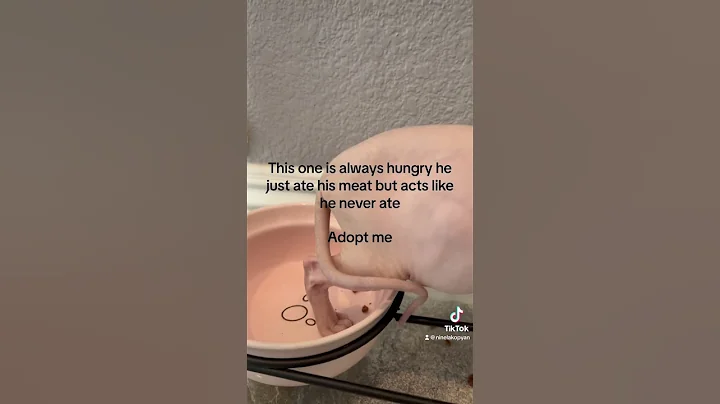 Video 3101421: adopt sphynx