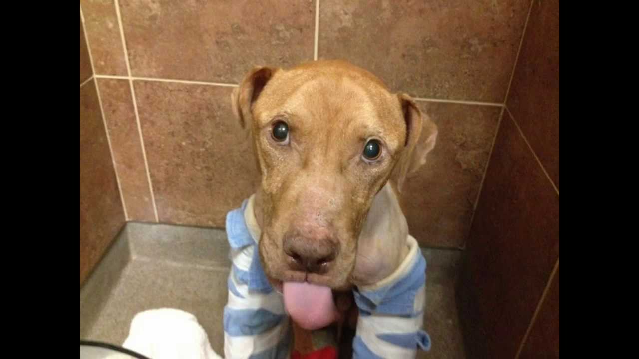 Mayday Pit Bull Rescue 2013 YouTube