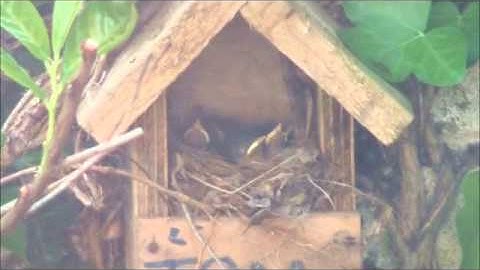 Robin Nesting Part1