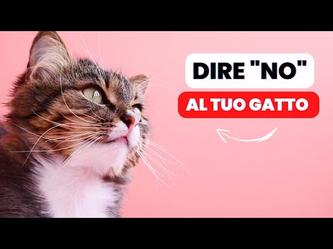 Video: 5 modi per infastidire efficacemente il tuo gatto