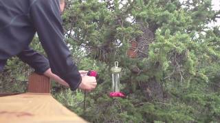 Hummingbirds Of Park County.