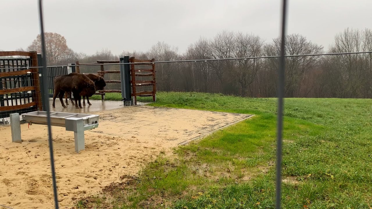 03.12.2021: Wisente zum ersten Mal im Außengehege
