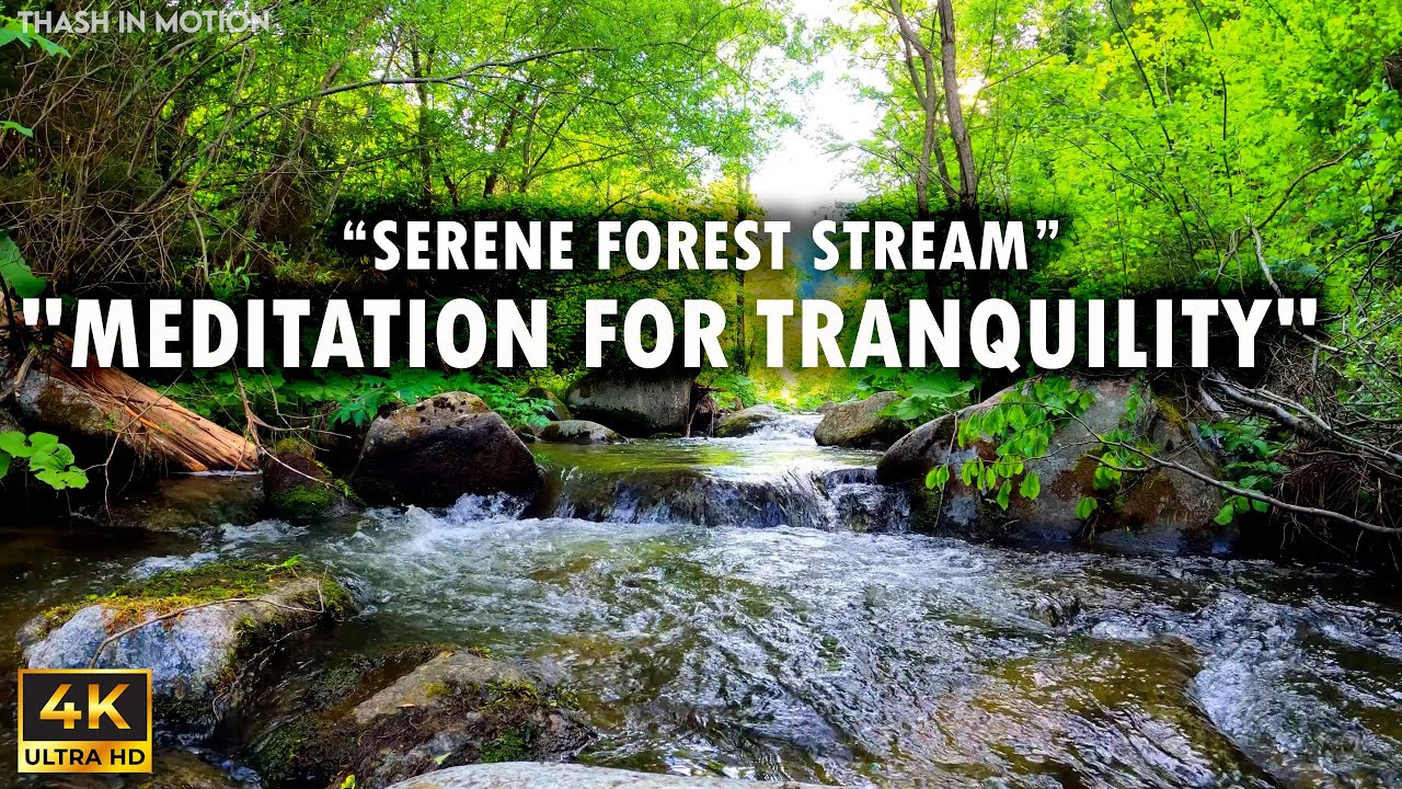 🍃🧘‍♂️Serene Forest : Meditation for Tranquility Inner Peace #4k # ...