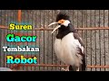 Suara Jalak Suren Gacor TEMBAKAN ROBOT Pancingan Burung Jalak Apasaja Agar Gacor Full Isian Mewah