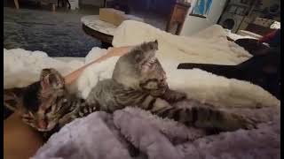 Two Kittens Mercilessly Burned In House Fire Are Thankful To Be Alive, But They're... [Story Below] by CUDDLY 28 views 4 days ago 8 seconds