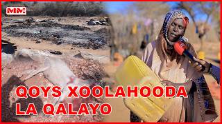 Qoys Xoolahooda La Qalayo Iyada Oo Aan La Ogayn Habeenkiina La Shiidayo