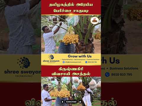 மதுரை மாவட்டத்தில் பேரீச்சை சாகுபடி