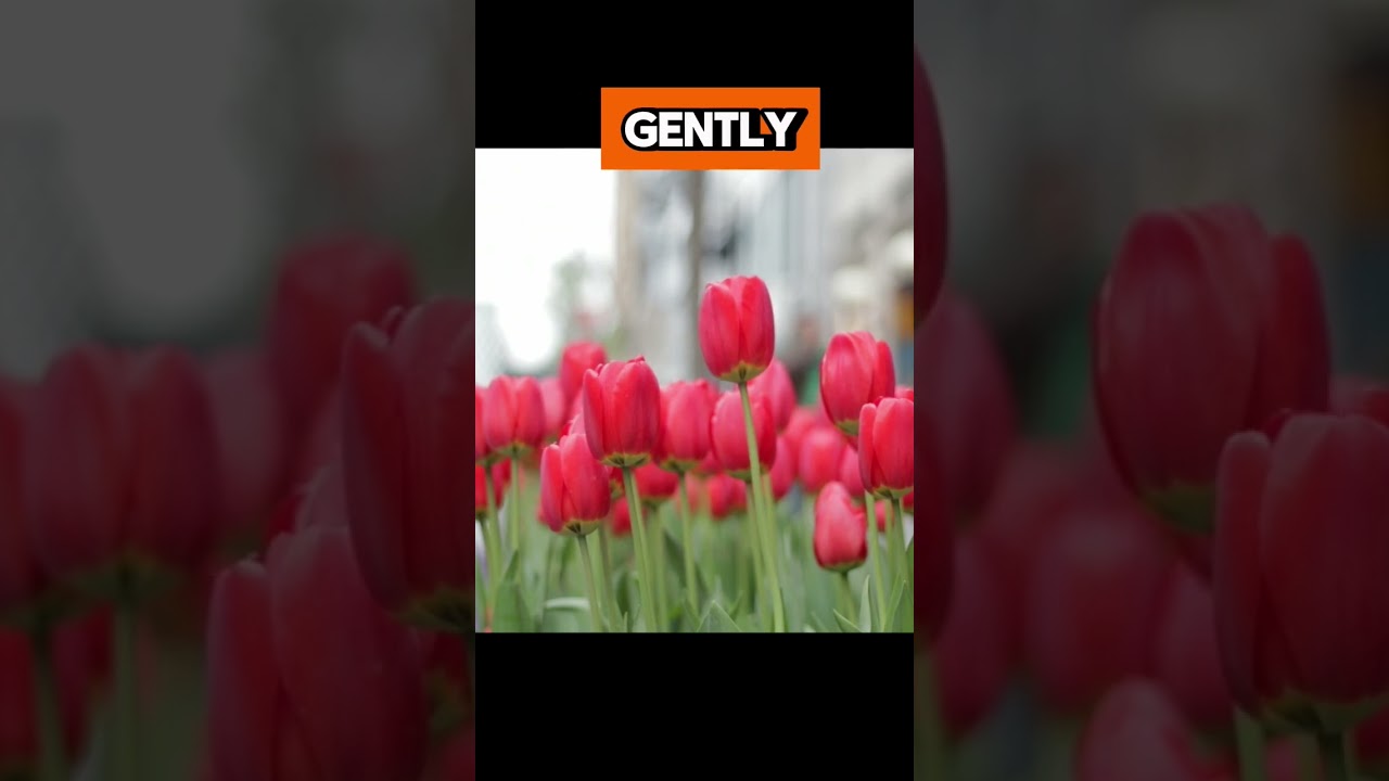 "Blooming Beauty: Witness the Elegance of Tulips 🌷 