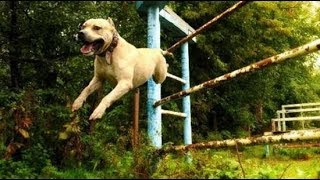 Pitbull Le Parkour (amazing parkour dog from Ukraine)