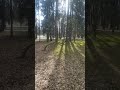 Танцующий лес в московском парке &quot;Дружба&quot;, 20.04.2023