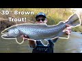 I caught the fish of a lifetime 30  inch brown trout