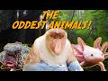 Unbelievable Superpowered Animals You Need to See to Believe!