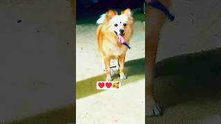 Funny Time 🐕😊🕺#doggielife #funny ##comedy #memes #pets