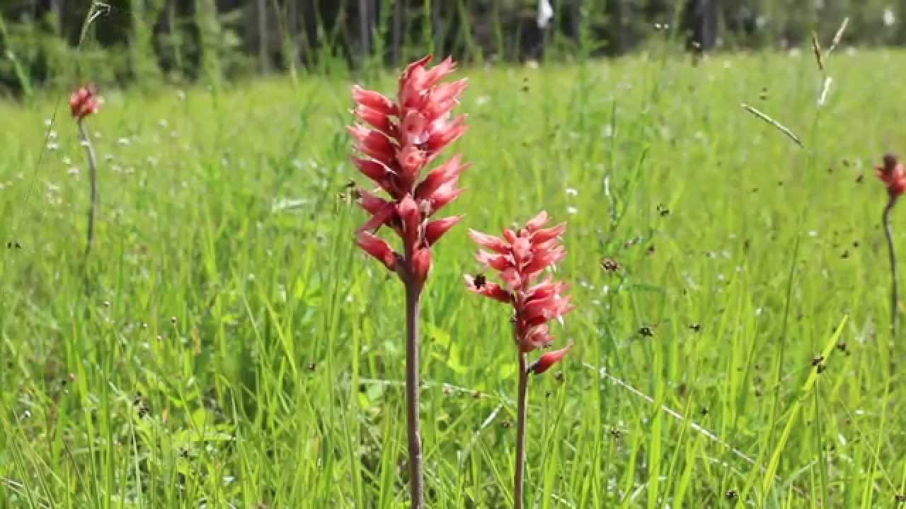Scarlet Ladies' Tresses Orchids Blooming in Central Florida. 