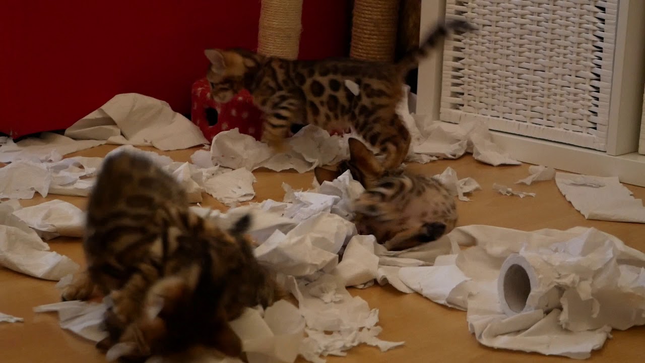 Bengal Kittens Vs Toilet Paper Roll part 2 YouTube