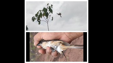 mikat kutilang malah burung pentet/cendet yang kena dirilis lagi karna bukan target #burungkicau