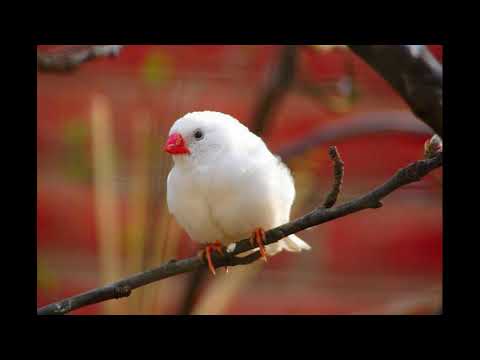 Виктор Драгунский Белые амадины