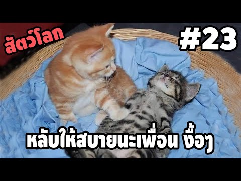 Ep.23 สัตว์โลกกวนตีน - [ พากย์นรก ] | easy boy