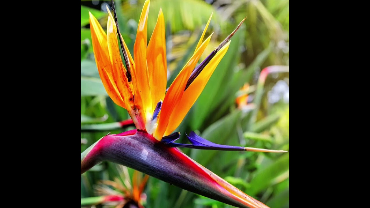 bird of Paradise know the amazing facts 😊