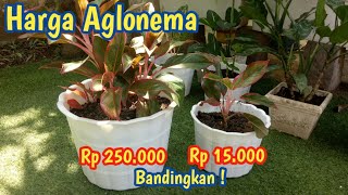 Harga Aglonema Lipstik di toko bunga Off line dan Online.