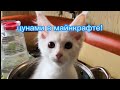 Как в Майнкрафте сделать без модов цунами