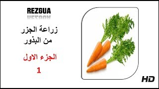 زراعة الجزر من البذور 1