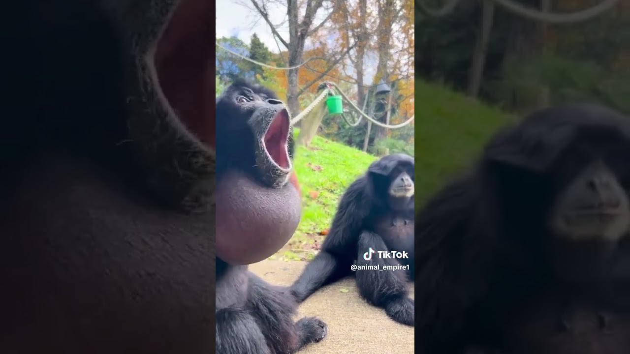 มาดูเสียงสัตว์ต่างๆครับสารคดี